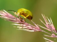Schwefelkäfer, Cteniopus flavus