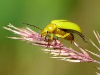 Schwefelkäfer, Cteniopus flavus