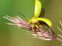 Schwefelkäfer, Cteniopus flavus
