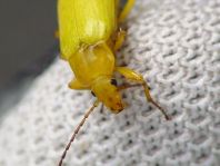 Schwefelkäfer, Cteniopus flavus