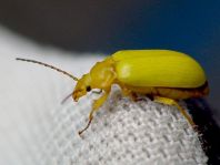 Schwefelkäfer, Cteniopus flavus