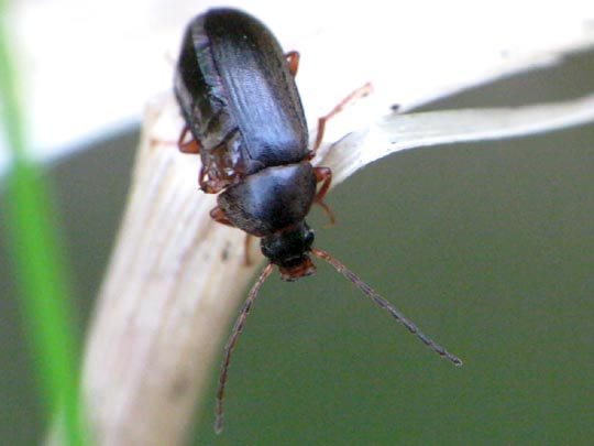 Pflanzenkäfer, Alleculidae