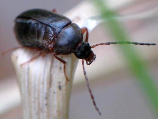 Pflanzenkäfer, Alleculidae