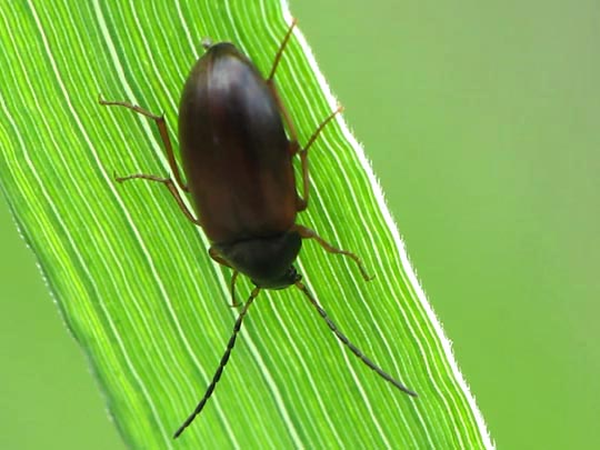 Pflanzenkäfer, Alleculidae