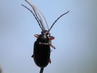 Gonodera luperus