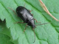 Gonodera luperus