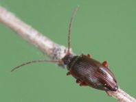 Gonodera luperus