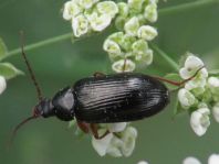 Gonodera luperus