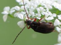 Gonodera luperus