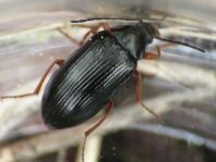 Gonodera luperus