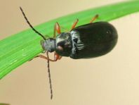Gonodera luperus