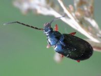 Gonodera luperus