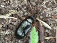 Gonodera luperus