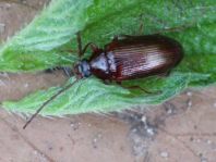 Gonodera luperus