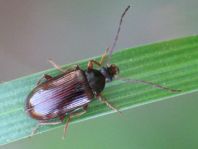 Gonodera luperus