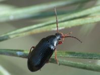 Gonodera luperus