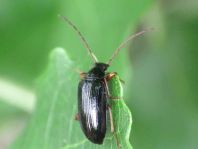 Gonodera luperus