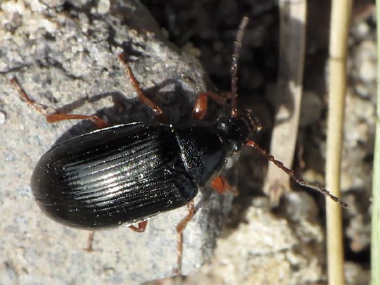 Gonodera luperus