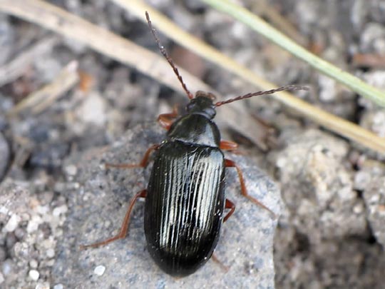Gonodera luperus