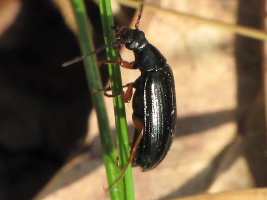 Gonodera luperus