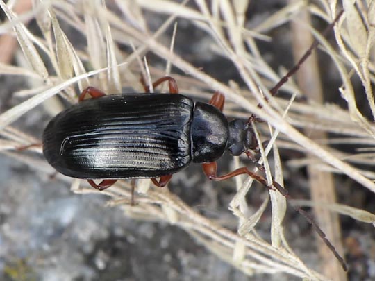 Gonodera luperus