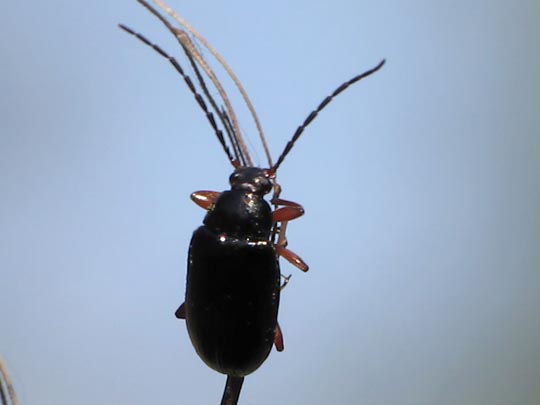 Gonodera luperus