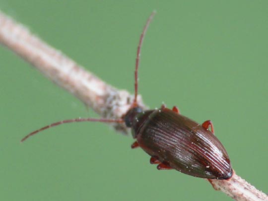 Gonodera luperus
