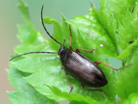 Gonodera luperus