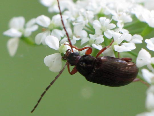 Gonodera luperus