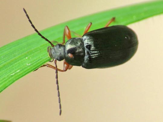 Gonodera luperus