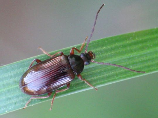Gonodera luperus