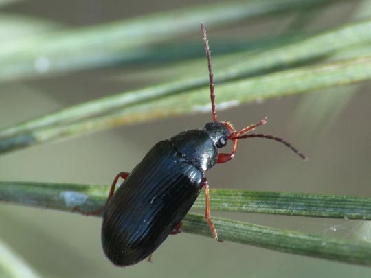 Gonodera luperus
