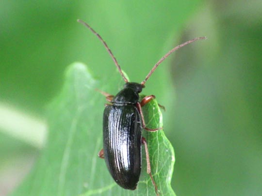 Gonodera luperus