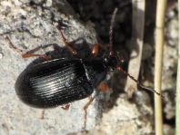 Gonodera luperus