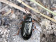 Gonodera luperus