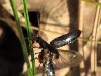 Gonodera luperus