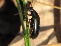 Gonodera luperus