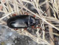 Gonodera luperus