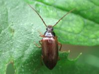 Gonodera luperus