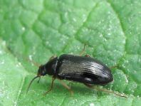 Gonodera luperus