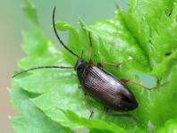Gonodera luperus