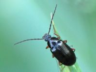 Gonodera luperus