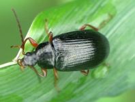 Gonodera luperus