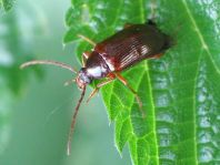 Gonodera luperus