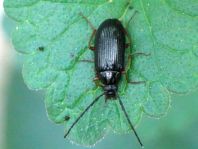 Gonodera luperus