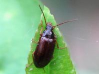 Gonodera luperus