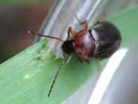 Isomira sp.