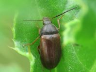 Isomira semiflava