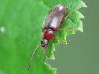 Isomira sp.