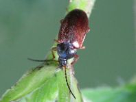 Isomira semiflava